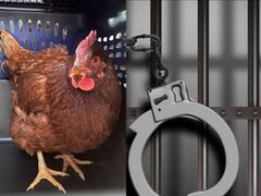 ஏரியாவை தாண்டி ஏறி வந்துட்ட.. ஏறு ஜெயிலுக்குள்ள... ! கோழியை சிறைக்குள் வைத்த அமெரிக்க காவல்துறை!