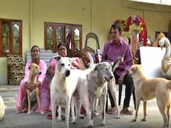 Mahabubabad: వీధి శునకాలే ఆ కుటుంబానికి నేస్తాలు, 100పైగా స్ట్రీట్ డాగ్స్ ను పెంచుతున్న ఫ్యామిలీ