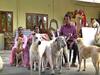 Mahabubabad: వీధి శునకాలే ఆ కుటుంబానికి నేస్తాలు, 100పైగా స్ట్రీట్ డాగ్స్ ను పెంచుతున్న ఫ్యామిలీ