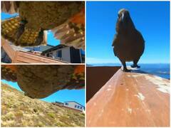 Watch: कैमरा को चुरा कर आसमान में उड़ा तोता, कैप्चर हुआ शानदार नजारा 