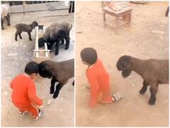 Video: भेड़ से लड़ाई करने लगा छोटा बच्चा, भेड़ ने मार मारकर कर दी हालत खराब