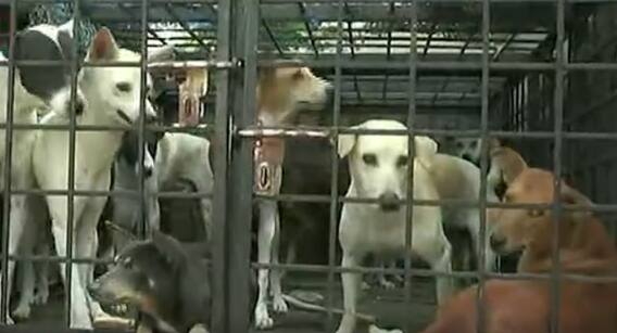 ABP Desam Impact: కుక్కల బెడదపై ఏబీపీ దేశం కథనానికి స్పందన | Srikakulam | ABP Desam