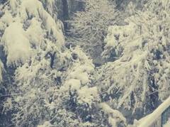 ਬਰਫ ਦੀਆਂ ਮੋਟੀਆਂ ਪਰਤਾਂ ਨਾਲ ਢੱਕੀਆਂ ਹਿਮਾਚਲ ਦੀਆਂ ਪਹਾੜੀਆਂ, ਠੰਢੀਆਂ ਹਵਾਵਾਂ ਨੇ ਵੀ ਠਾਰ੍ਹੇ ਲੋਕ, ਦੇਖੋ ਬਰਫਬਾਰੀ ਦੇ ਖੂਬਸੂਰਤ ਨਜ਼ਾਰੇ