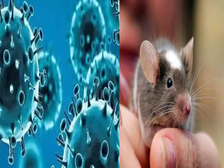 Omicron Origin: क्या चूहों से मनुष्य में आया है Omicron? नई स्टडी में किया गया दावा
