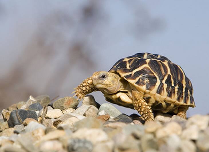 Star Tortoise Smuggling Police Constable Arrest Star Tortoise: నక్షత్ర తాబేళ్లతో లక్ష్మీ కటాక్షమంటూ ప్రజలకు పోలీస్‌ మస్కా