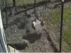 Watch: मुर्गी पर बाज ने किया हमला, मुर्गे ने सिखाया सबक, मुश्किल से छुड़ाई जान