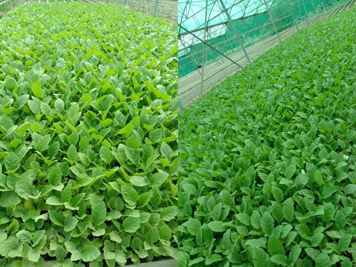 Bilaspur: सरकार ने की वेजीटेबल सीडलिंग यूनिट की स्थापना, किसानों को मिले उत्तम किस्म के थरहा पौधे Chhattisgarh Government set up Vegetable Seedling Unit in Bilaspur ANN Bilaspur: सरकार ने की वेजीटेबल सीडलिंग यूनिट की स्थापना, किसानों को मिले उत्तम किस्म के थरहा पौधे