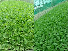 Bilaspur: सरकार ने की वेजीटेबल सीडलिंग यूनिट की स्थापना, किसानों को मिले उत्तम किस्म के थरहा पौधे