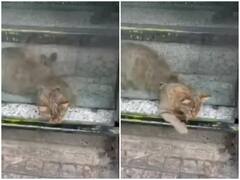 Watch: आपके भी घर में रखे दूध की हो रही है चोरी, देखिए कैसे अपने काम को अंजाम देती है बिल्लियां