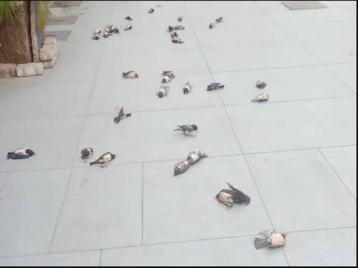 Surat: Video of 27 birds death after hitting glass wall of Co-operative building goes viral in twitter Watch Video : கண்ணாடி மேற்கூரையில் மோதி உயிரிழந்த அழகுப் பறவைகள்.. பதைபதைக்கவைக்கும் வீடியோ !