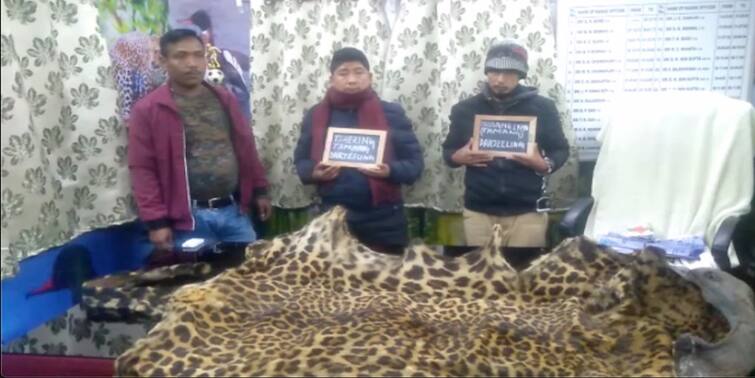 Darjeeling: Cheetah skin recovered in Jalpaiguri before being smuggled by forest department Darjeeling: চিতাবাঘের চামড়া পাচারের ছক বানচাল, বনকর্মীদের জালে ২ অভিযুক্ত