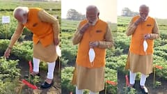 Narendra Modi: হাল্কা মেজাজে মোদি, ক্ষেতে গিয়ে গাছ থেকে ছোলা তুলে খেলেন প্রধানমন্ত্রী
