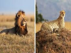 Watch: पहले कभी नहीं देखी होगी शेर और चीते की ऐसी भिड़ंत, कौन किस पर पड़ा भारी, देखें वीडियो