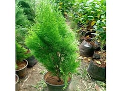 Maa Saraswati Plant: बसंत पंचमी के दिन घर में लगाएं ये विद्या का पौधा, मां सरस्वती का मिलेगा आशीर्वाद, आर्थिक स्थिति में होगा सुधार