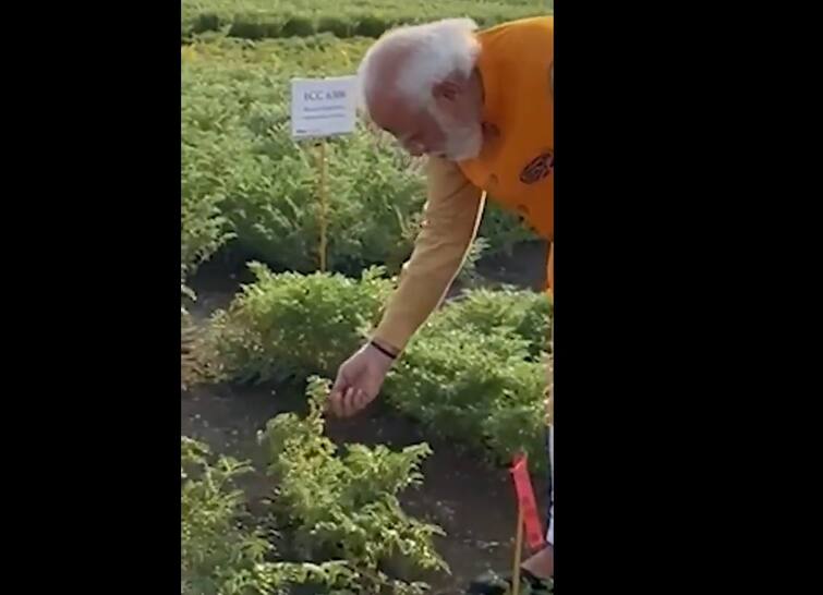 PM Narendra Modi stops by to have ‘Chana’ at the ICRISAT farm in Hyderabad PM  મોદીએ ICRISAT ફાર્મમાં ચણાના છોડ પરથી ચણા તોડીને ખાધા, જુઓ વીડિયો