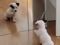 దాదాపు 100 కుక్కలను సాకుతున్న కుటుంబం