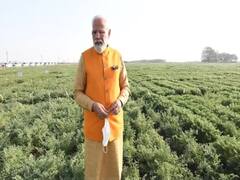 Watch: ताजा चने खाने के लिए खेत में ही चले गए पीएम मोदी, सादगी देखकर लोगों ने बांधे तारीफ के पुल