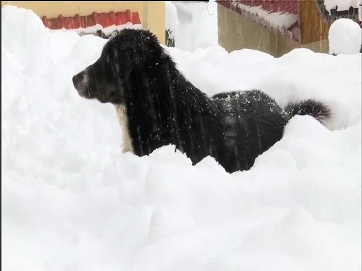 পুরু বরফের চাদরে গা ঢেকেছে হিমাচলপ্রদেশের বিভিন্ন এলাকা। তাপমাত্রা নেমেছে হিমাঙ্কের নিচে।