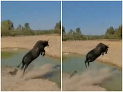 Watch: नदी पार करने के लिए कुत्ते और भैंस में लगी रेस, इस तरकीब से भैंस ने जीता मुकाबला