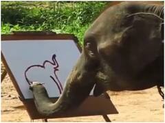 Watch: सूंड में ब्रश थाम हाथी ने बना दी अपनी ही पेंटिंग, यहां देखिए पूरा वीडियो