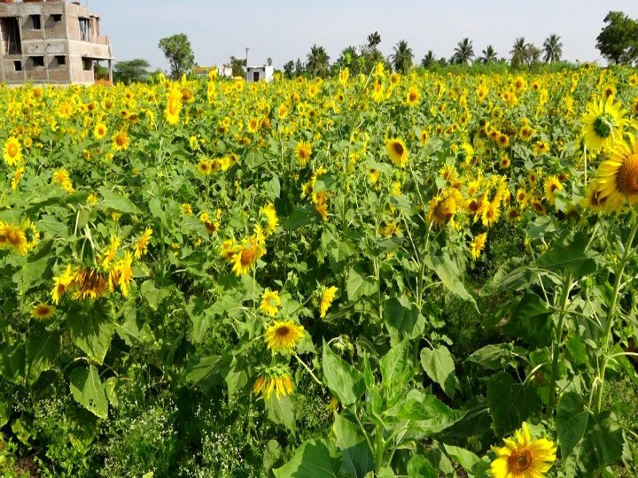 அழகு மட்டும் இருந்து என்ன பயன் விளைச்சல் இல்லையே -சூரியகாந்தி விவசாயிகள் வேதனை