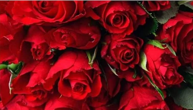 Rose Day 2022 Valentine's Week Rose Day is special for couples Rose Day 2022 : व्हॅलेंटाईन्स वीकमधील 'रोज डे' प्रेमी युगुलांसाठी असतो खास