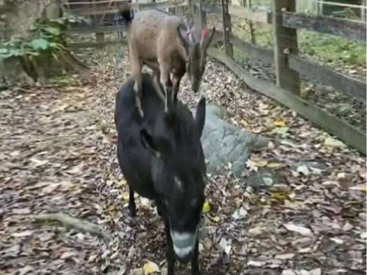 To eat leaves of tree, the goat made a wonderful jugaad, people surprised to see video Watch: जब भूख लगती है तो हर किसी का दिमाग आइंस्टीन की तरह दौड़ता है, यकीन न हो तो ये वीडियो देख लीजिए