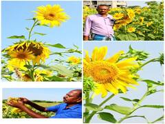 அழகு மட்டும் இருந்து என்ன பயன் விளைச்சல் இல்லையே -சூரியகாந்தி விவசாயிகள் வேதனை