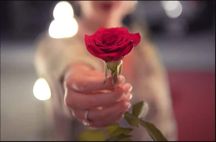 happy rose day know significance of different colours of roses Rose Day : प्रेमाचं प्रतिक असलेलं 'गुलाब'; आपल्या प्रिय व्यक्तींना द्या अन् मनातल्या भावना व्यक्त करा