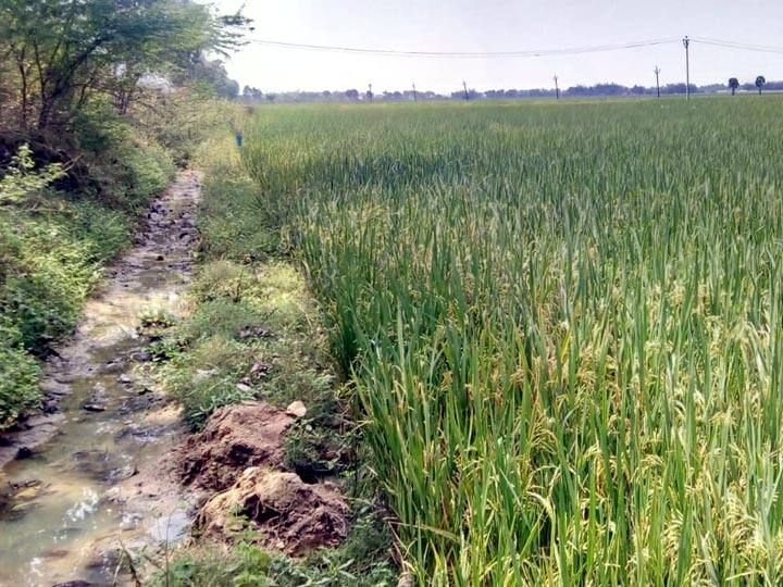 Samba paddy crops dried in Tanjore district due to closure of Mettur Dam தஞ்சாவூர்: மூடப்பட்ட மேட்டூர் அணை - காயும் சம்பா நெற்பயிர்கள்