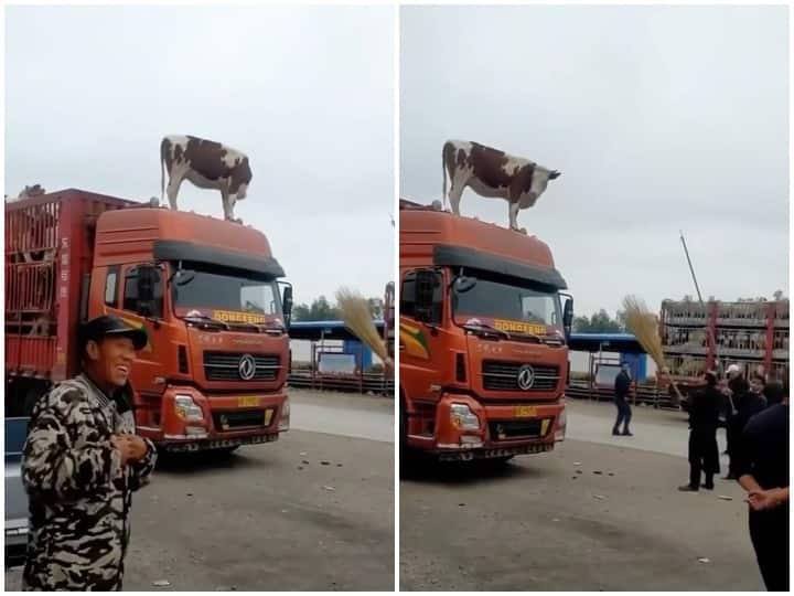 Animal video animal viral video cow video truck video truck container video cow on container video Watch: ट्रक के केबिन पर चढ़ी गाय, फिर जो हुआ देखकर हो जाएंगे हैरान