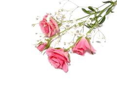 जाणून घेऊयात कोणत्या रंगाच्या गुलाबाचे काय आहे महत्त्व?