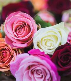 ਗੁਲਾਬ ਵਾਂਗ ਮਹਿਕੇਗਾ ਤੁਹਾਡਾ ਪਿਆਰ, ਰੋਜ਼ ਡੇਅ 'ਤੇ ਸ਼ਾਇਰੀ ਨਾਲ ਕਰੋ ਆਪਣੇ ਇਜ਼ਹਾਰ-ਏ-ਇਸ਼ਕ