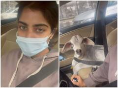 Watch: कार की फ्रंट सीट पर बैठा दिखा गाय का बछड़ा, वीडियो कर देगा दंग 