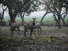 Gujarat News: गुजरात में पिछले 10 सालों में 117 फिसदी बढ़ी नीलगायों की संख्या, जानिए- पूरा आंकड़ा