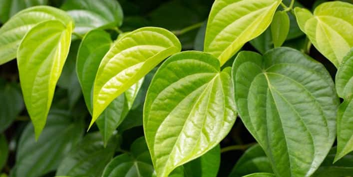 betel leaf benefits Skin Care Tips betel leaf helps in acne pimple treatment here are all benefits Health Tips : विड्याच्या पानाचे आरोग्यदायी आणि सौंदर्यदायी फायदे माहिती आहेत का? जाणून घ्या...
