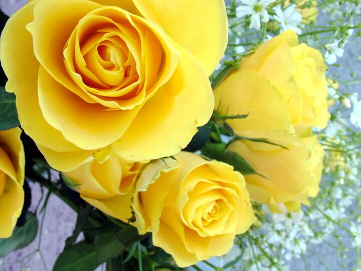पिवळ्या रंगाचा गुलाब (Yellow Rose) पिवाळ्या रंगाचा गुलाब हे मैत्री आणि आनंदाचे प्रतिक आहे. एखाद्या व्यक्तीची तुम्हा आठवण येत असेल किंवा ज्या व्यक्तीसोबत तुमचे प्रेमाच्या आलिकडचे आणि मैत्रीच्या पलिकडचे नाते असेल तर तुम्ही पिवळ्या रंगाचा गुलाब त्या व्यक्तीला देऊ शकटीप : वरील सर्व बाबी एबीपी माझा केवळ माहिती म्हणून वाचक-प्रेक्षकांपर्यंत पोहोचवत आहे. यातून एबीपी माझा कोणताही दावा करत नाही. (all photo: freeimages.com)