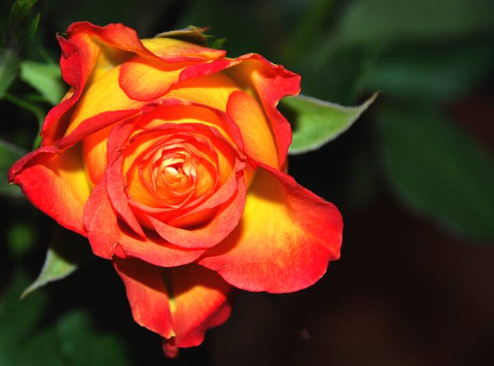 नारंगी गुलाब (Orange Rose) नारंगी गुलाब हे प्रेमातील ऊर्जा, उत्कटता आणि उत्साह या सर्व गोष्टींचे प्रतिक आहे. नारंगी रंगाच्या गुलाबा देऊन तुम्ही कृतज्ञता व्यक्त करू शकता.