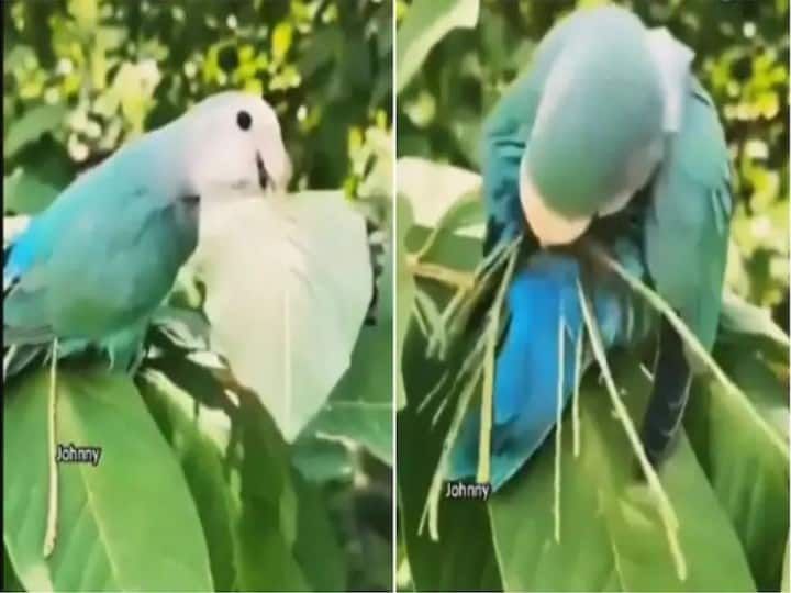 You will be surprised to see the mind this bird put in to carry the straws in one go Watch: तिनकों को एक ही बार में ले गई चिड़िया, लगाया गजब दिमाग