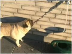 Watch: इल्यूजन का शिकार हुआ क्यूट डॉगी, करता दिखा पानी की परछाई को पीने की कोशिश