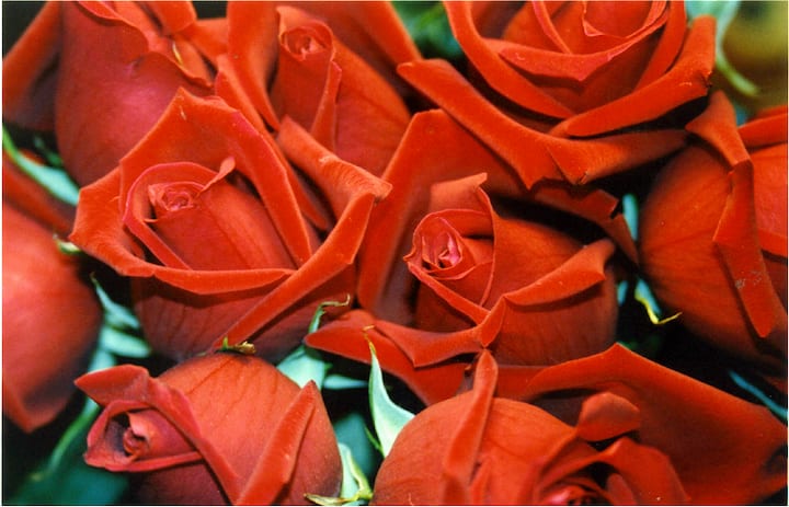 लाल रंगाचे गुलाब (Red Rose) लाल रंगाचे गुलाब हे प्रेमाचे प्रतिक आहे. जर तम्ही तुमच्या पार्टनरवर प्रेम करत असाल किंवा तुम्हाला एखाद्या व्यक्तीला प्रपोज करायचे असेल तर तुम्ही त्यांना लाल रंगाचे गुलाब दिले पाहिजे.