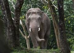 Elephant: শান্তিনিকেতনে হাতির আতঙ্ক! পরিস্থিতি সামলাতে পৌঁছলেন বনকর্মীরা|Bangla News