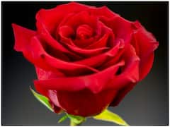 Valentine's Day Special: जानिए रंग-बिरंगे गुलाब का क्या है महत्व, हर रंग का क्या है मीनिंग