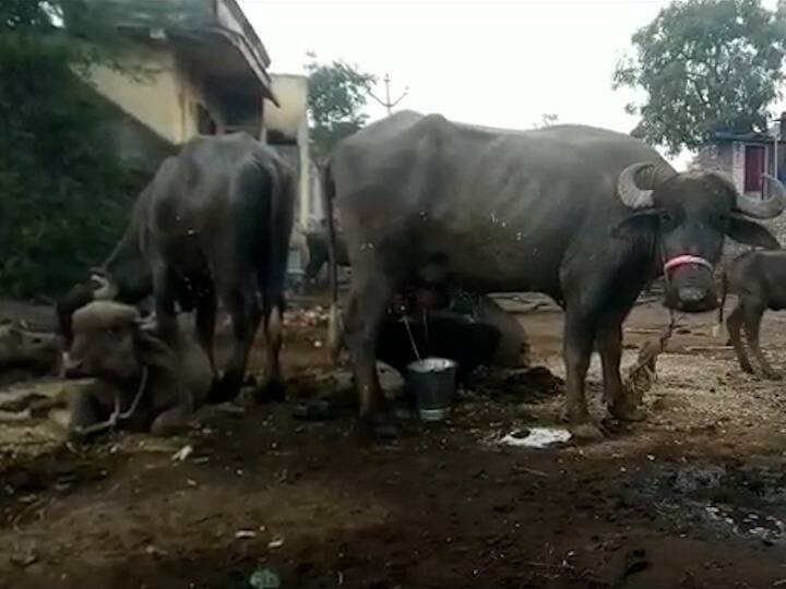 Maharashtra Weather Update Dhule Decreased temperature affects milking capacity of dairy animals थंडीचा कडाका! तापमान कमी झाल्याचा परिणाम दुभत्या जनावरांच्या दूध देण्याच्या क्षमतेवर; शेतकरी अडचणीत