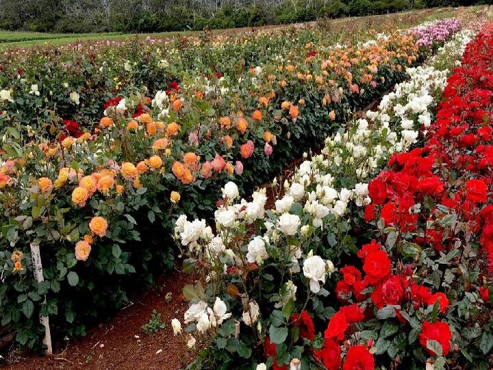 Valentine day 2022 Pune rose growers farmers got good days due to corona got a high price Valentine day 2022 : कोरोनामुळे गुलाब उत्पादक शेतकरी मालामाल! आले 'अच्छे दिन'