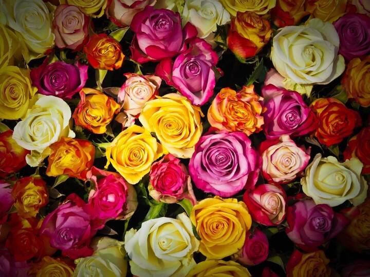 Happy Rose Day 2022: Know what the color of your roses mean on Valentine's Day Rose Day 2022: ఏ రంగు గులాబీ ఏం సూచిస్తుంది? వైట్ రోజ్‌తో ప్రపోజ్ చేయొచ్చా?