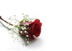 जाणून घेऊयात कोणत्या रंगाच्या गुलाबाचे काय आहे महत्त्व?