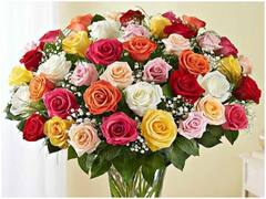 Valentine's Day Special: जानिए रंग-बिरंगे गुलाब का क्या है महत्व, हर रंग का क्या है मीनिंग