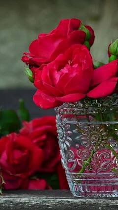 Valentine's Day Special: ਜਾਣੋ ਵੱਖ-ਵੱਖ ਰੰਗ ਦੇ ਗੁਲਾਬਾਂ ਦਾ ਕੀ ਹੈ ਮਹੱਤਵ, ਇੰਝ ਕਰੋ ਨਵੇਂ ਰਿਸ਼ਤੇ ਦੀ ਨਵੀਂ ਸ਼ੁਰੂਆਤ