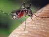 Mosquito bite: దోమల సమస్య? ఈ రంగు దుస్తులు ధరిస్తే మీరు సేఫ్, కానీ ఈ ఒక్క కలర్ వద్దు!